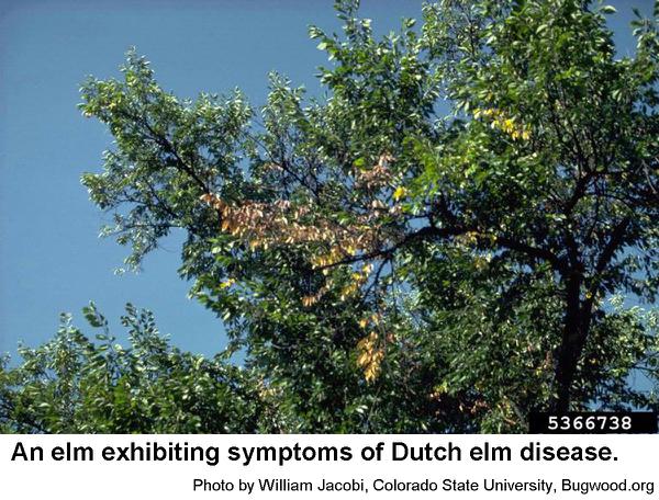 Dutch elm diseased leaves